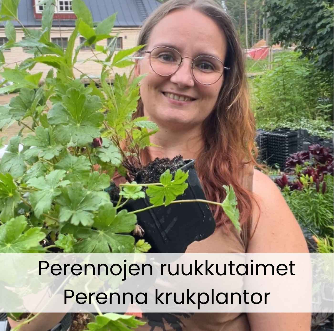 Perennojen ruukkutaimet